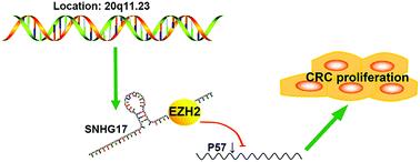 Long non-coding RNA SNHG17 is an unfavourable prognostic factor and promotes cell proliferation by epigenetically silencing P57 in colorectal cancer