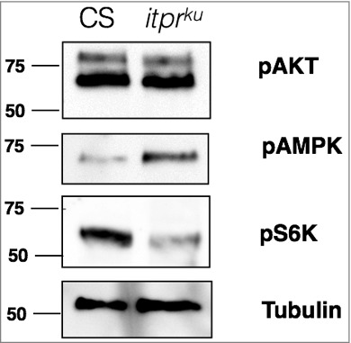 Control of protein translation by IP<sub>3</sub>R-mediated Ca<sup>2+</sup> release in Drosophila neuroendocrine cells.