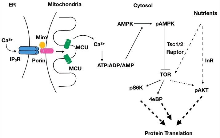 Control of protein translation by IP<sub>3</sub>R-mediated Ca<sup>2+</sup> release in Drosophila neuroendocrine cells.