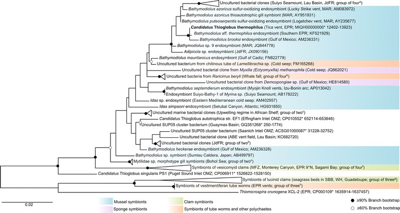Genome sequence of the sulfur-oxidizing <i>Bathymodiolus thermophilus</i> gill endosymbiont.