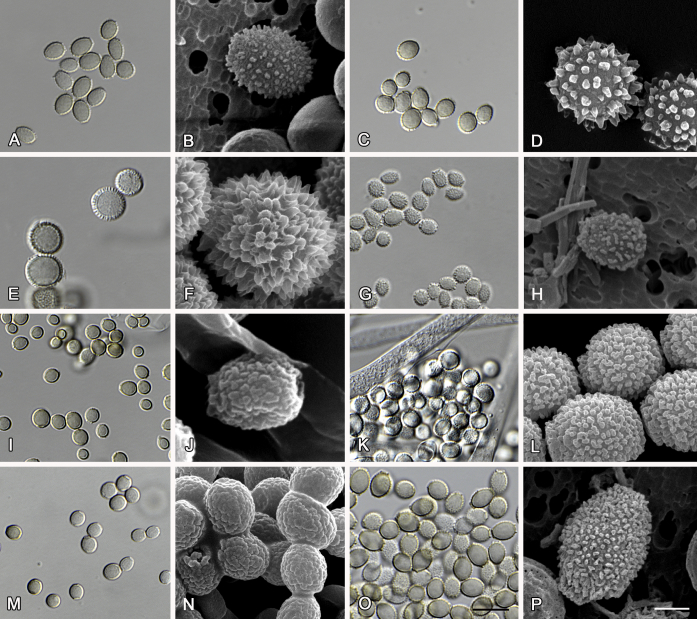 Polyphasic taxonomy of Aspergillus section Aspergillus (formerly Eurotium), and its occurrence in indoor environments and food