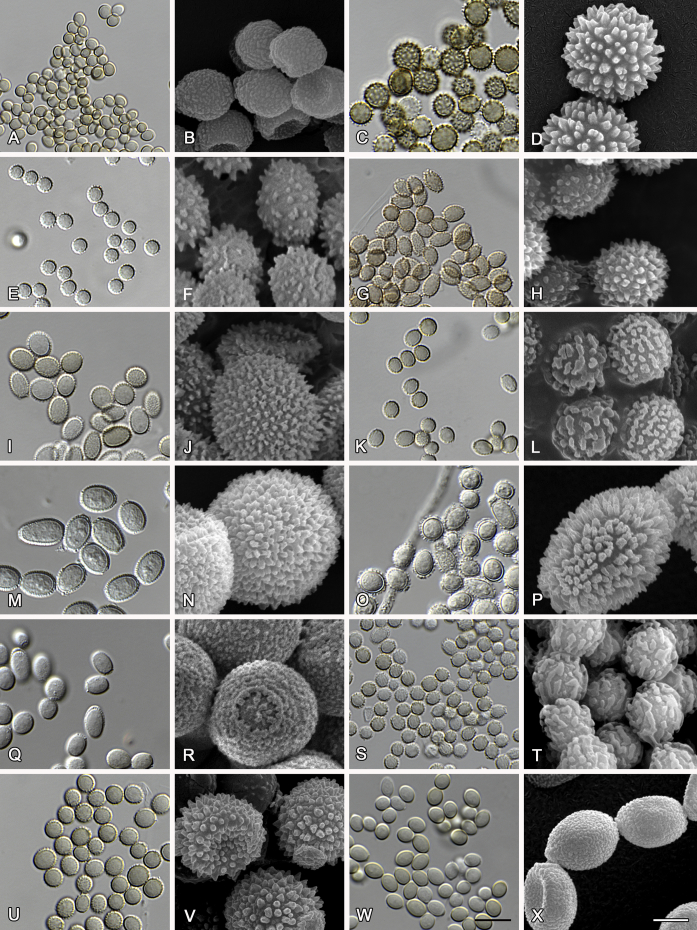 Polyphasic taxonomy of Aspergillus section Aspergillus (formerly Eurotium), and its occurrence in indoor environments and food