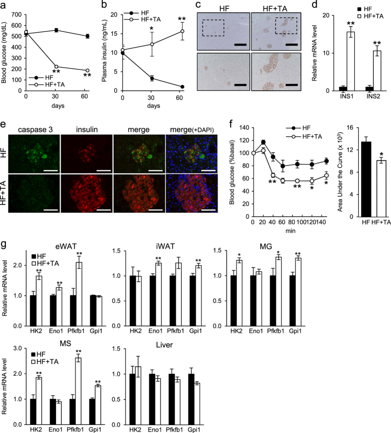 Treatment of diabetic mice with the SGLT2 inhibitor TA-1887 antagonizes diabetic cachexia and decreases mortality.