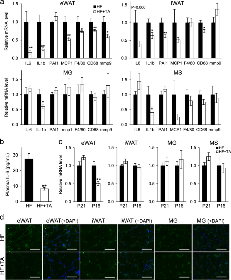 Treatment of diabetic mice with the SGLT2 inhibitor TA-1887 antagonizes diabetic cachexia and decreases mortality.