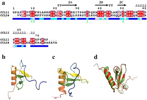 Kinetic and thermodynamic studies reveal chemokine homologues CC11 and CC24 with an almost identical tertiary structure have different folding pathways.