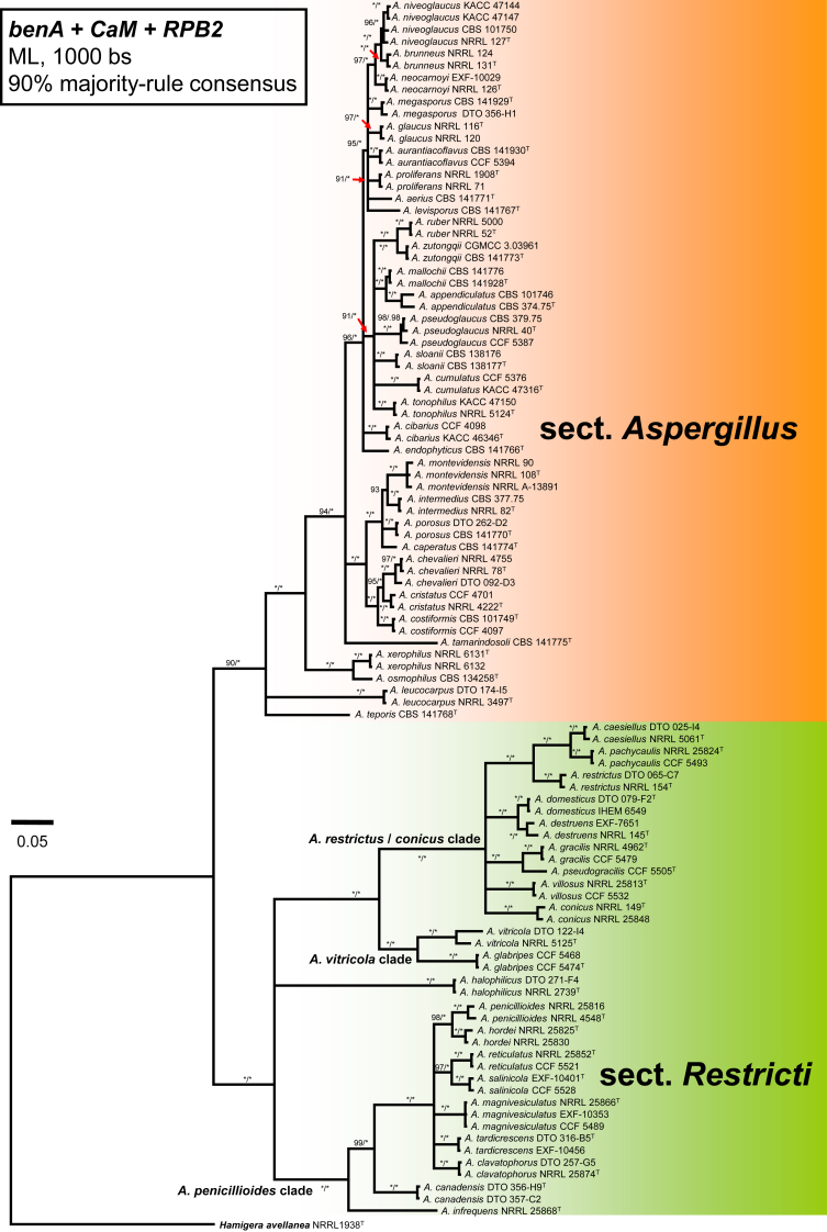 Phylogeny of xerophilic aspergilli (subgenus Aspergillus) and taxonomic revision of section Restricti