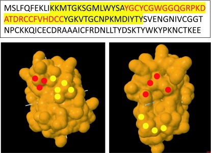 Application of phage display for the development of a novel inhibitor of PLA<sub>2</sub> activity in Western cottonmouth venom.