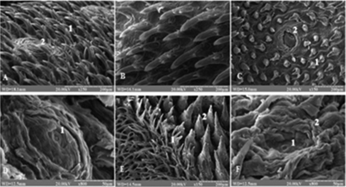 Anatomical and morphological aspects of papillae, epithelium, muscles, and glands of rats' tongue: Light, scanning, and transmission electron microscopic study.