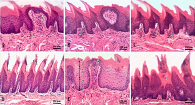 Anatomical and morphological aspects of papillae, epithelium, muscles, and glands of rats' tongue: Light, scanning, and transmission electron microscopic study.