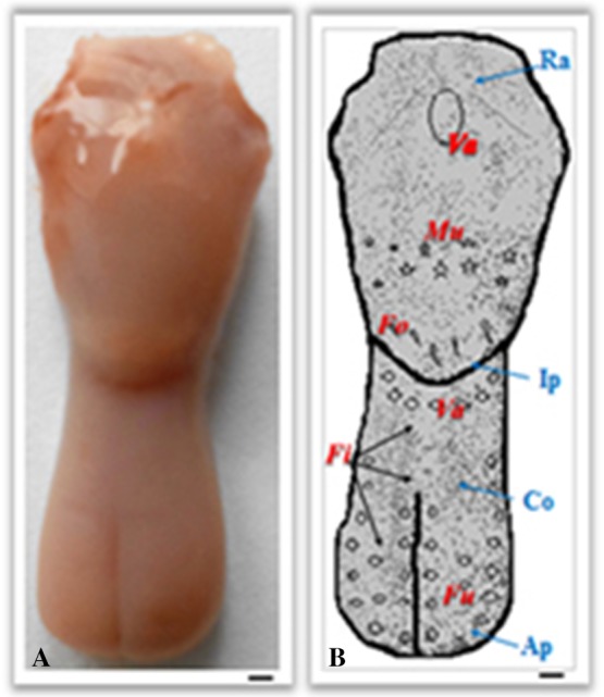 Anatomical and morphological aspects of papillae, epithelium, muscles, and glands of rats' tongue: Light, scanning, and transmission electron microscopic study.