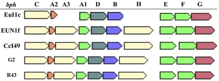 Permanent Draft Genome sequence for <i>Frankia</i> sp<i>.</i> strain CcI49, a Nitrogen-Fixing Bacterium Isolated from <i>Casuarina cunninghamiana</i> that Infects <i>Elaeagnaceae</i>.