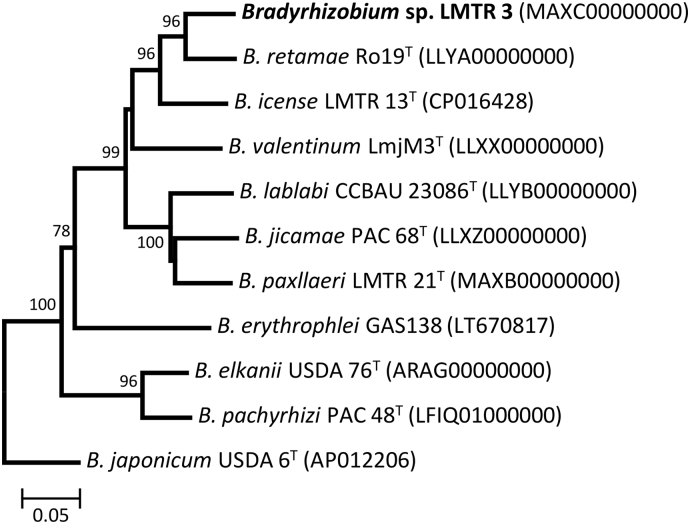 Genome sequence of Bradyrhizobium sp. LMTR 3, a diazotrophic symbiont of Lima bean (Phaseolus lunatus)
