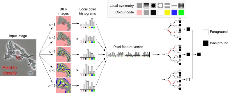 Segmentation of phase contrast microscopy images based on multi-scale local Basic Image Features histograms.