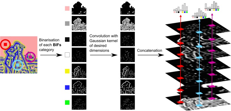 Segmentation of phase contrast microscopy images based on multi-scale local Basic Image Features histograms.