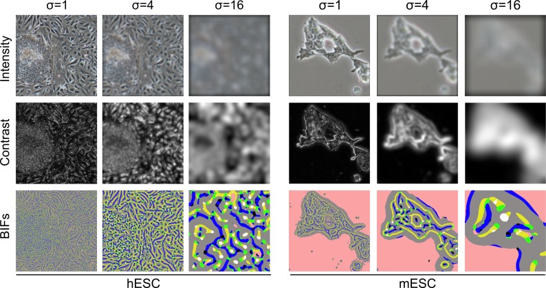 Segmentation of phase contrast microscopy images based on multi-scale local Basic Image Features histograms.