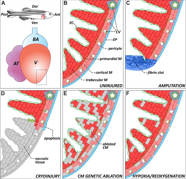 Zebrafish heart regeneration: 15 years of discoveries.