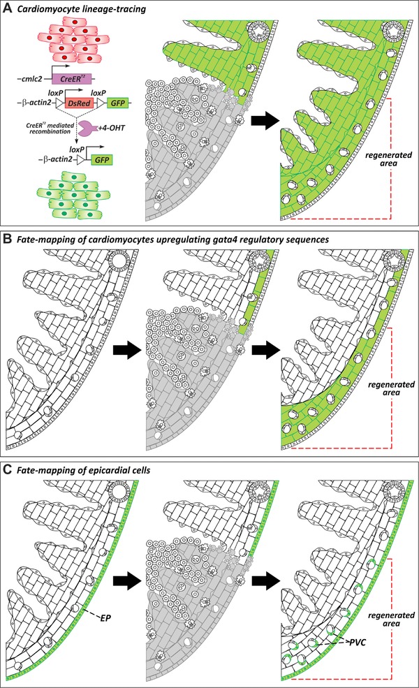 Zebrafish heart regeneration: 15 years of discoveries.