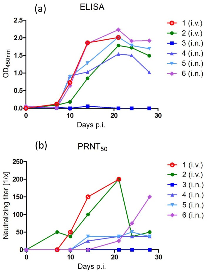 Limited susceptibility of rhesus macaques to a cowpox virus isolated from a lethal outbreak among New World monkeys.