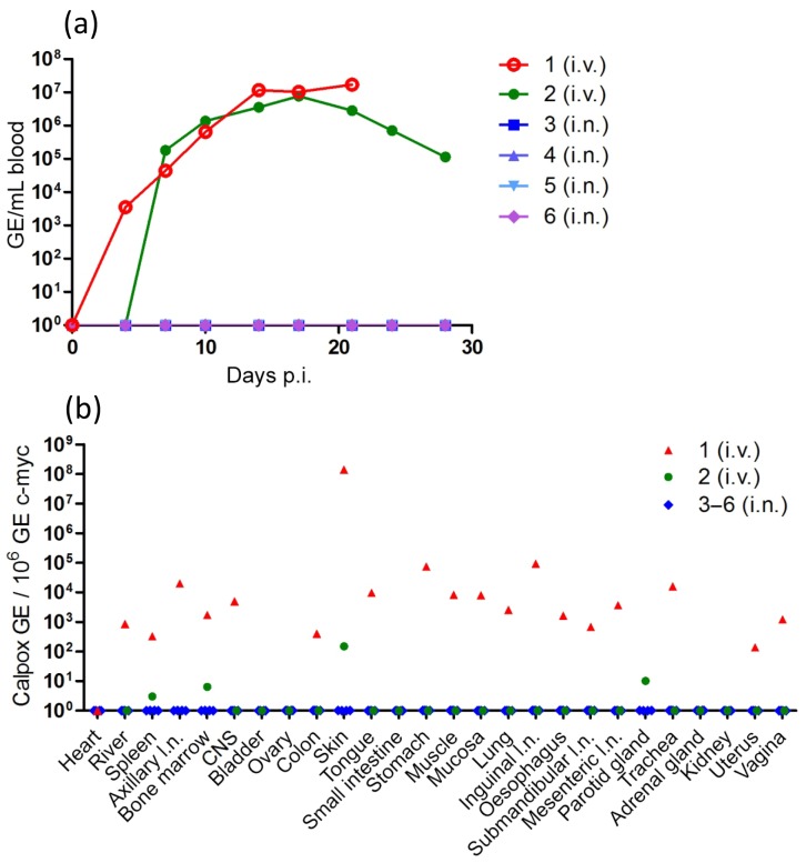 Limited susceptibility of rhesus macaques to a cowpox virus isolated from a lethal outbreak among New World monkeys.