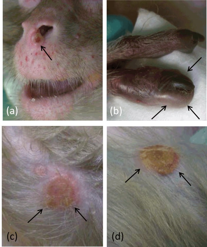 Limited susceptibility of rhesus macaques to a cowpox virus isolated from a lethal outbreak among New World monkeys.