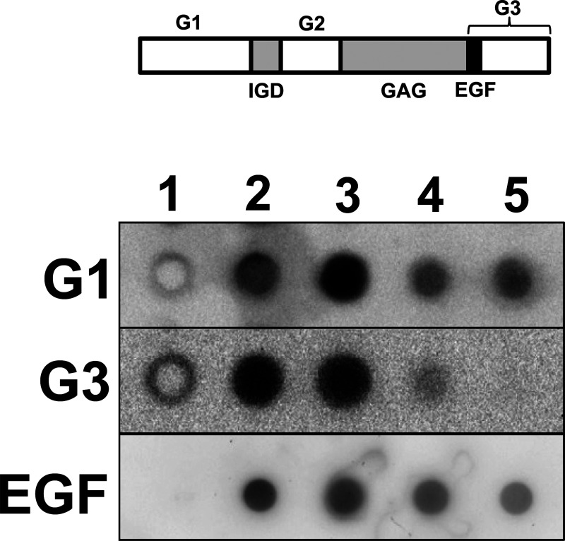 Characterization of Proteoglycan and Hyaluronan in Hot Water Extract from Salmon Cartilage.