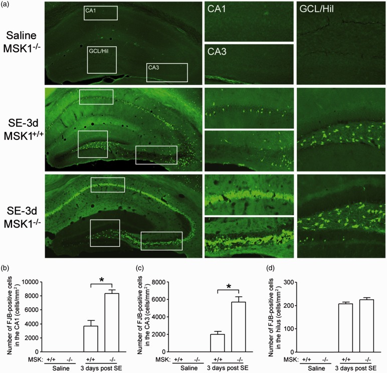 Mitogen- and Stress-Activated Protein Kinase 1 Regulates Status Epilepticus-Evoked Cell Death in the Hippocampus.