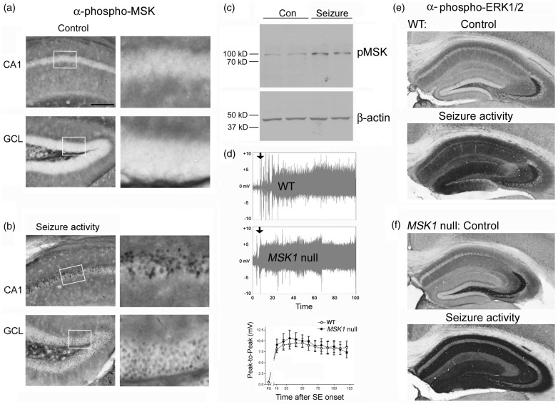 Mitogen- and Stress-Activated Protein Kinase 1 Regulates Status Epilepticus-Evoked Cell Death in the Hippocampus.