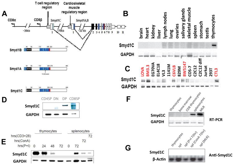 <i>Smyd1C</i> Mediates CD8 T Cell Death via Regulation of Bcl2-Mediated Restriction of outer Mitochondrial Membrane Integrity.