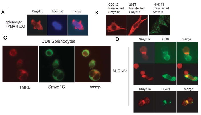 <i>Smyd1C</i> Mediates CD8 T Cell Death via Regulation of Bcl2-Mediated Restriction of outer Mitochondrial Membrane Integrity.
