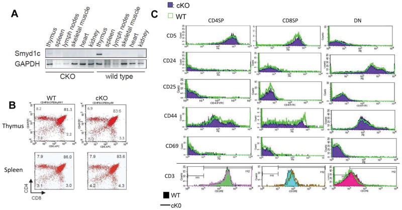 <i>Smyd1C</i> Mediates CD8 T Cell Death via Regulation of Bcl2-Mediated Restriction of outer Mitochondrial Membrane Integrity.