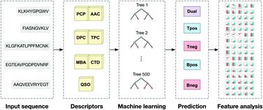 Computational study on the origin of the cancer immunotherapeutic potential of B and T cell epitope peptides†