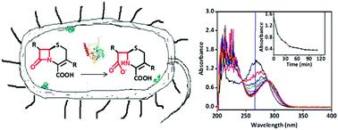 Real-time activity assays of β-lactamases in living bacterial cells: application to the inhibition of antibiotic-resistant E. coli strains†