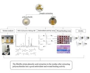 In vivo wound healing and in vitro antioxidant activities of Bletilla striata phenolic extracts