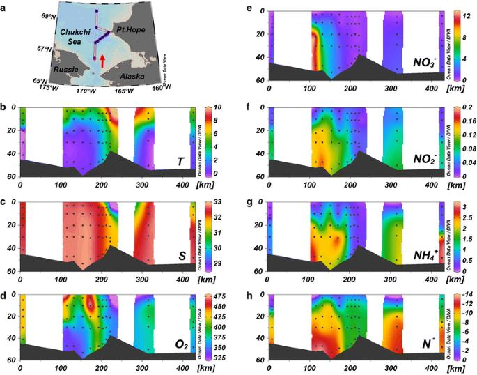 A potential nitrogen sink discovered in the oxygenated Chukchi Shelf waters of the Arctic