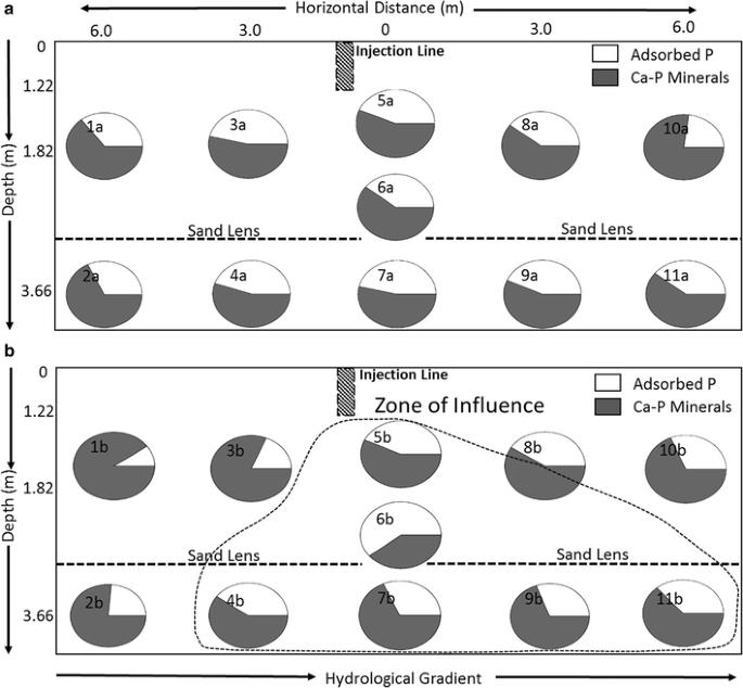 Chemical speciation and fate of tripolyphosphate after application to a calcareous soil