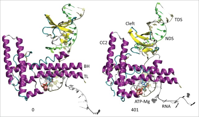 Hinge action versus grip in translocation by RNA polymerase.