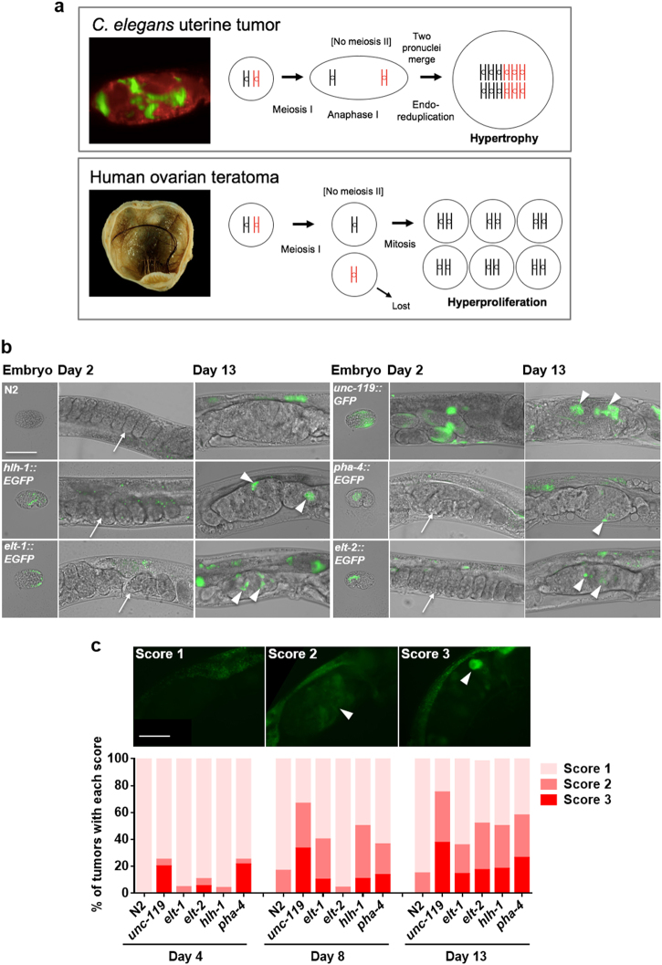 A parthenogenetic quasi-program causes teratoma-like tumors during aging in wild-type <i>C. elegans</i>.