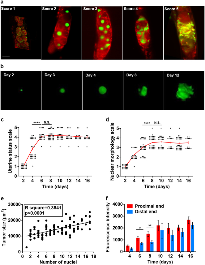 A parthenogenetic quasi-program causes teratoma-like tumors during aging in wild-type <i>C. elegans</i>.