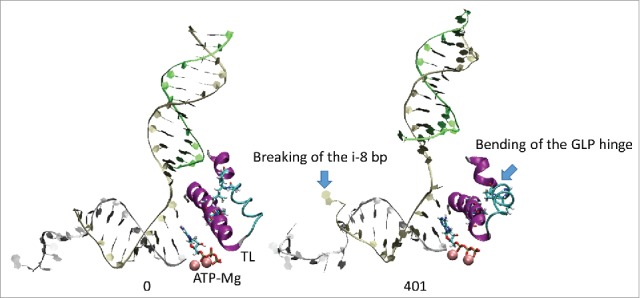 Hinge action versus grip in translocation by RNA polymerase.