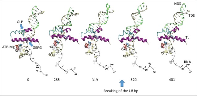 Hinge action versus grip in translocation by RNA polymerase.