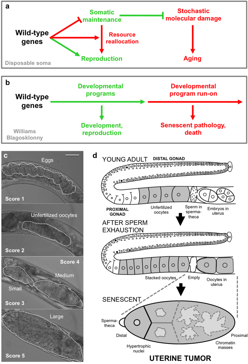 A parthenogenetic quasi-program causes teratoma-like tumors during aging in wild-type <i>C. elegans</i>.