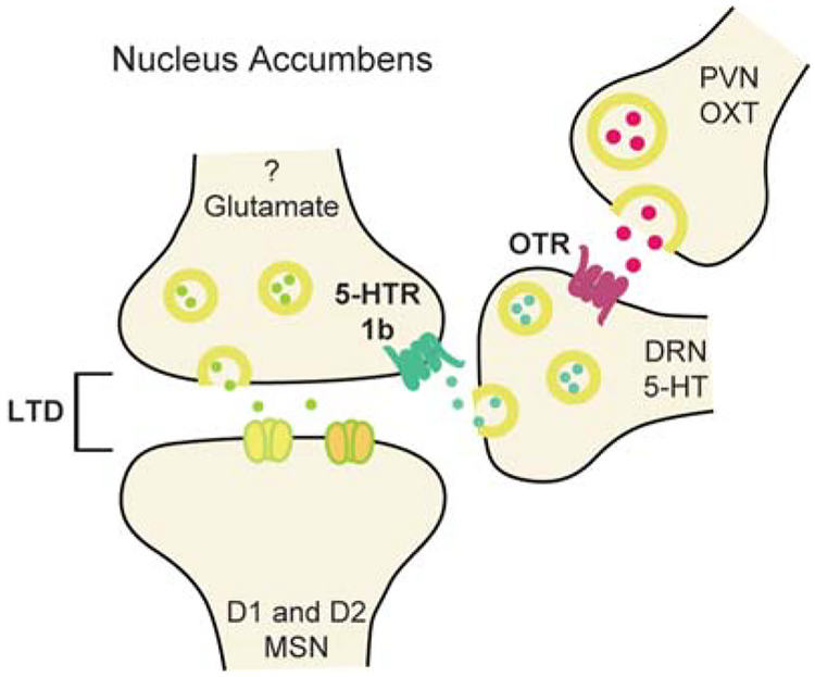 Nucleus Accumbens Modulation in Reward and Aversion.