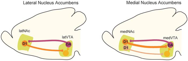 Nucleus Accumbens Modulation in Reward and Aversion.