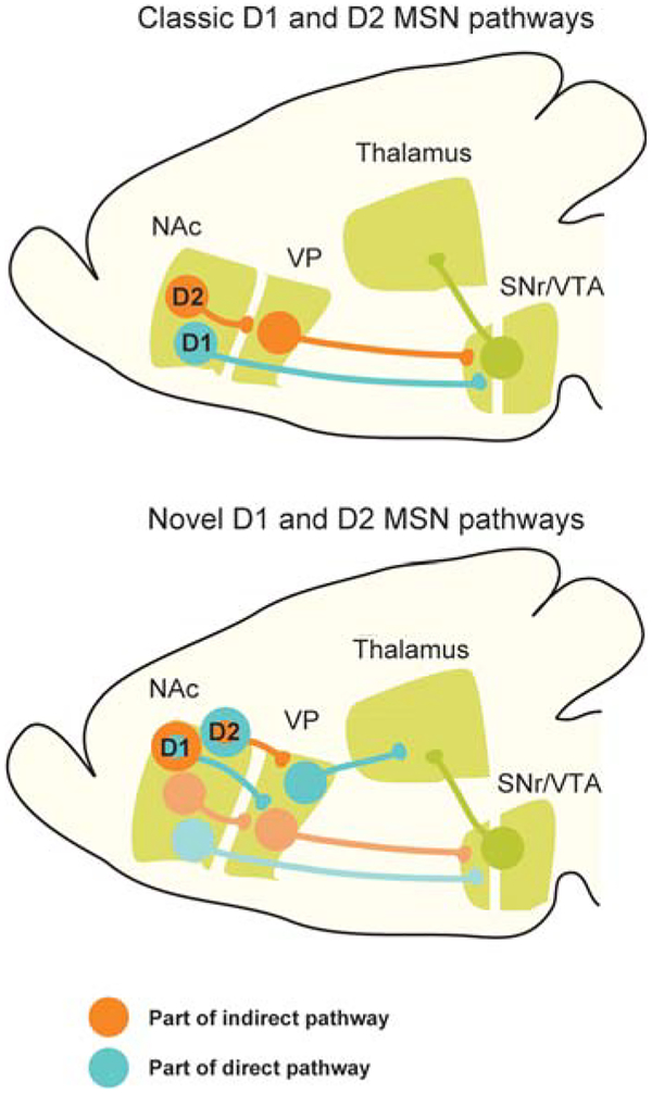 Nucleus Accumbens Modulation in Reward and Aversion.