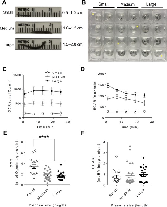 High throughput measurement of metabolism in planarians reveals activation of glycolysis during regeneration.