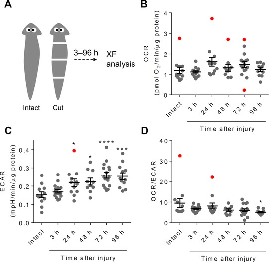 High throughput measurement of metabolism in planarians reveals activation of glycolysis during regeneration.