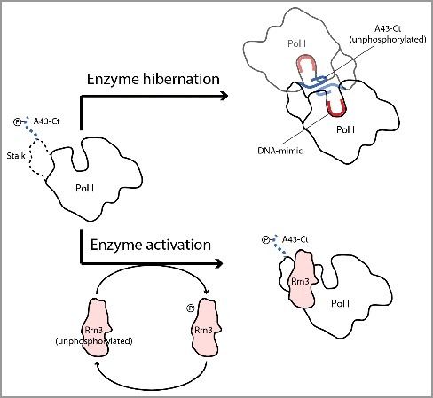 RNA polymerase I activation and hibernation: unique mechanisms for unique genes.