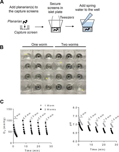 High throughput measurement of metabolism in planarians reveals activation of glycolysis during regeneration.