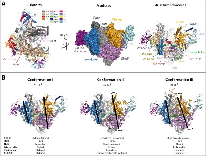 RNA polymerase I activation and hibernation: unique mechanisms for unique genes.