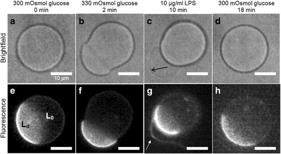 GPMVs in variable physiological conditions: could they be used for therapy delivery?